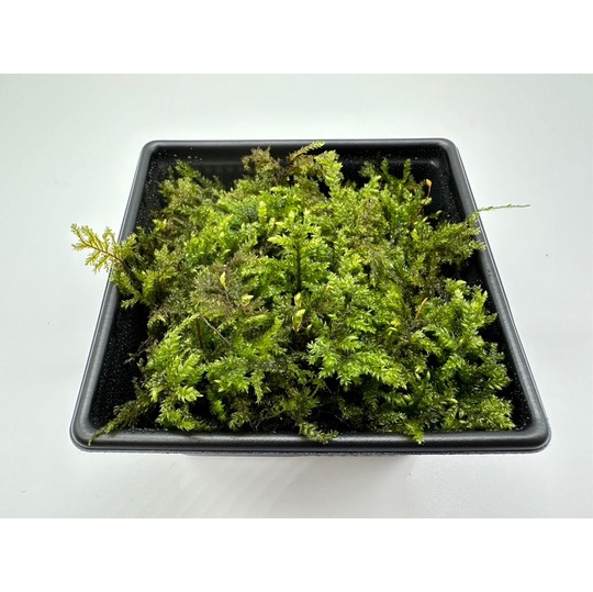 トラノオゴケ 商品一覧｜高品質の苔販売専門店 苔日光