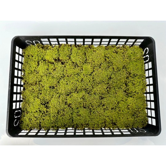 トレー 商品一覧｜高品質の苔販売専門店 苔日光