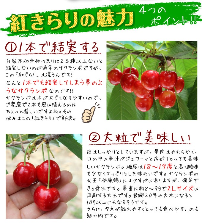 国華園オンラインショップ / 果樹苗 サクランボ 紅きらりPVP コルト台 1株