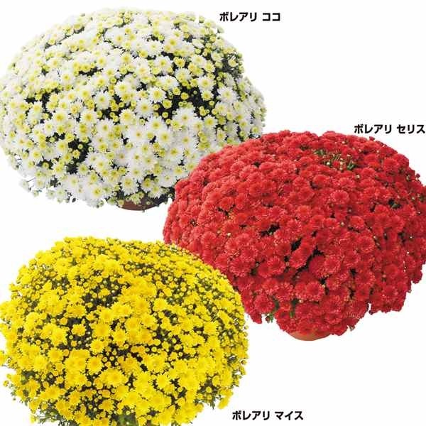 国華園オンラインショップ / 菊苗 早咲きビッグドーム菊セット 3種3株