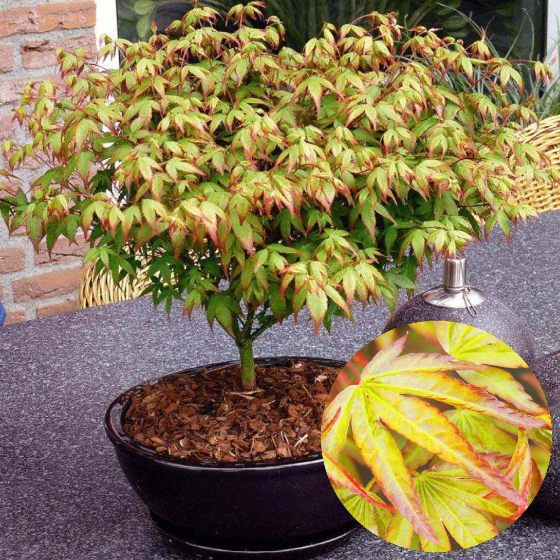 国華園オンラインショップ / 花木苗 もみじ 寿もみじ(リトルプリンセス