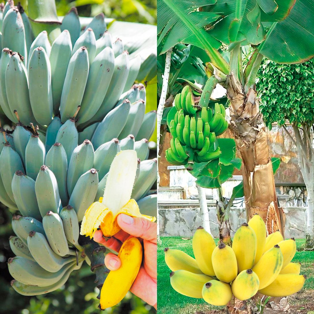 国華園オンラインショップ / 果樹苗 バナナ 寒さに強いバナナセット 2種2株