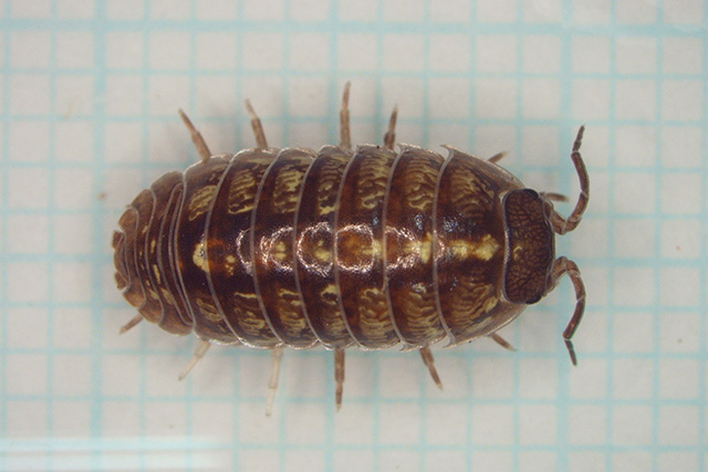 虫図鑑｜国際衛生株式会社