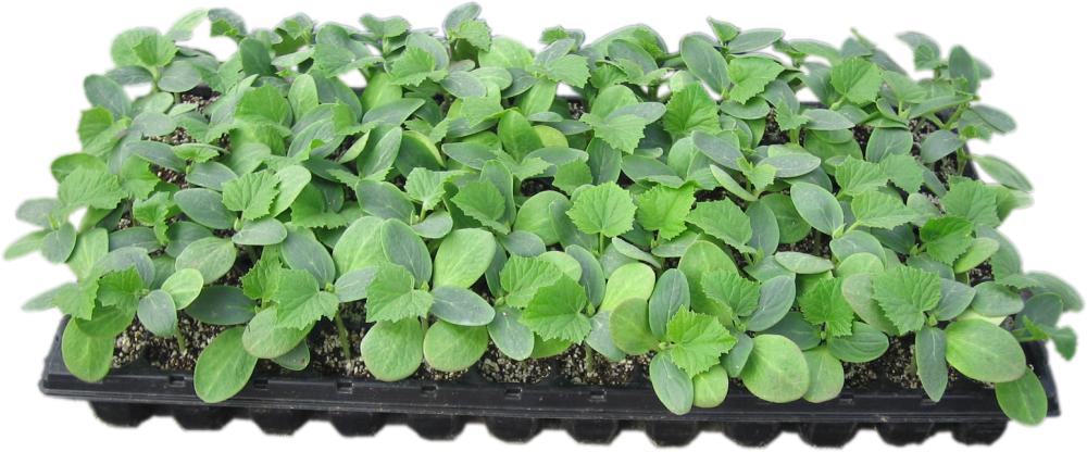 接木苗予約】 キュウリ セル苗 72穴 の通販 | ホームセンター コメリ