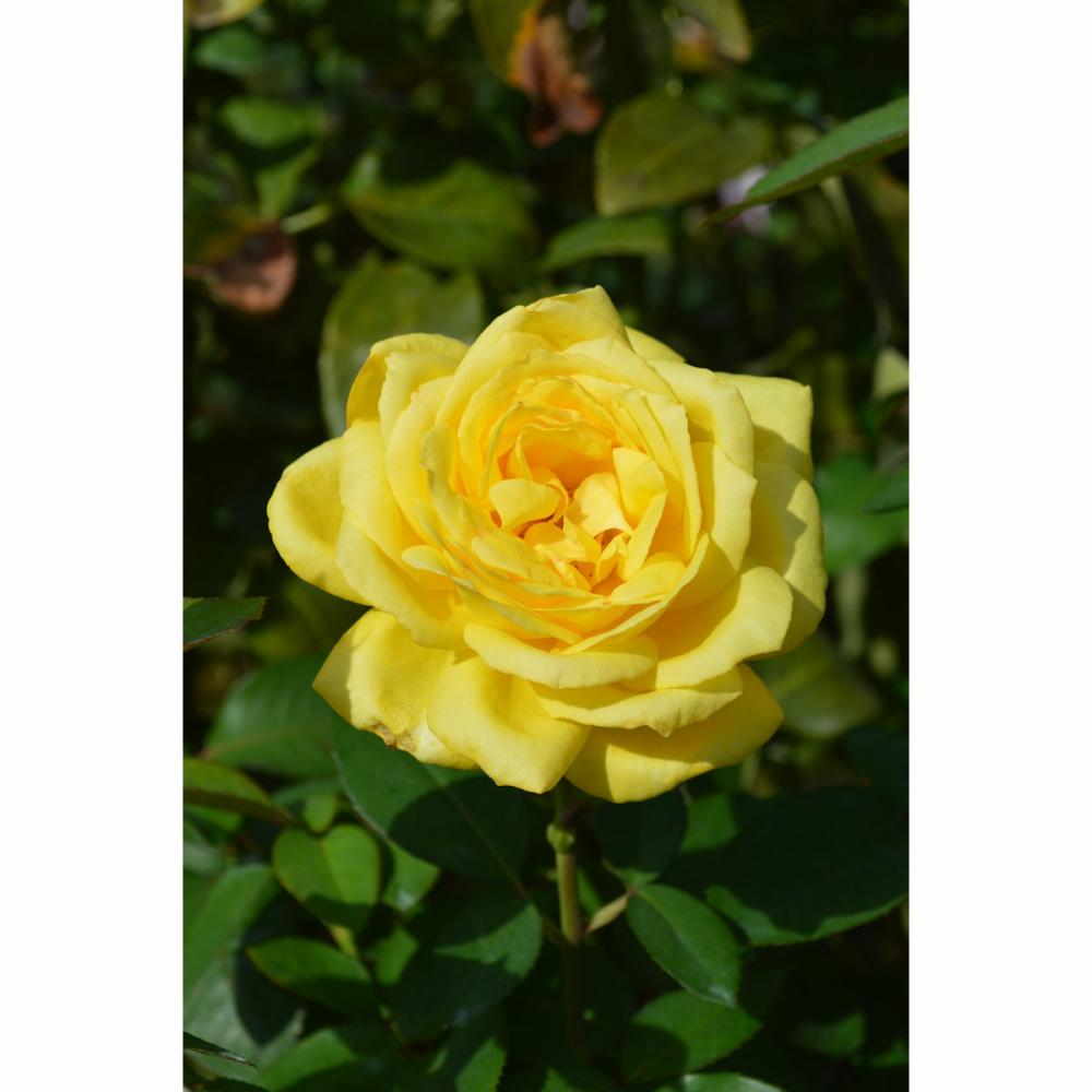 完売御礼【バラ予約】 バラ大苗 ローズヨコハマ 【申込期限：2月22