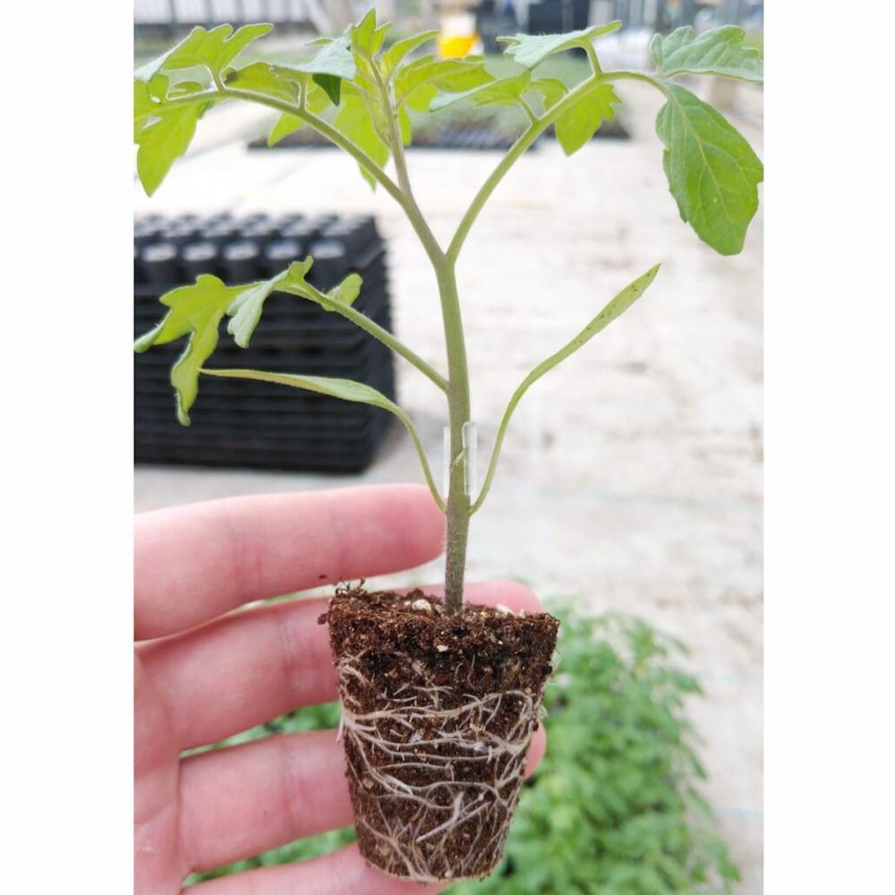 接木苗予約】 トマト セル苗 128穴 グループ① の通販