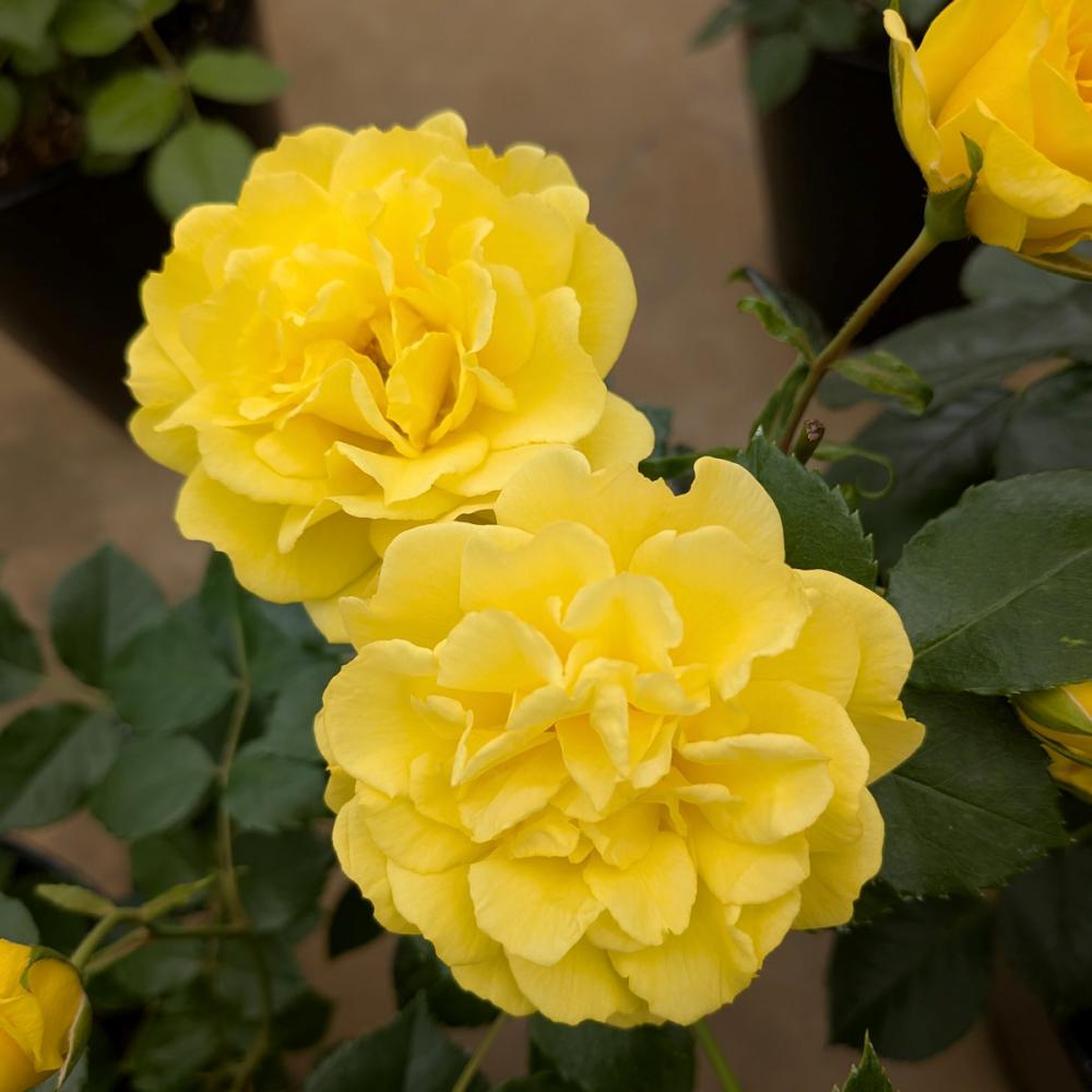 バラ予約】 バラ大苗 ゴールデン ストリート カラーズ 【申込期限：2