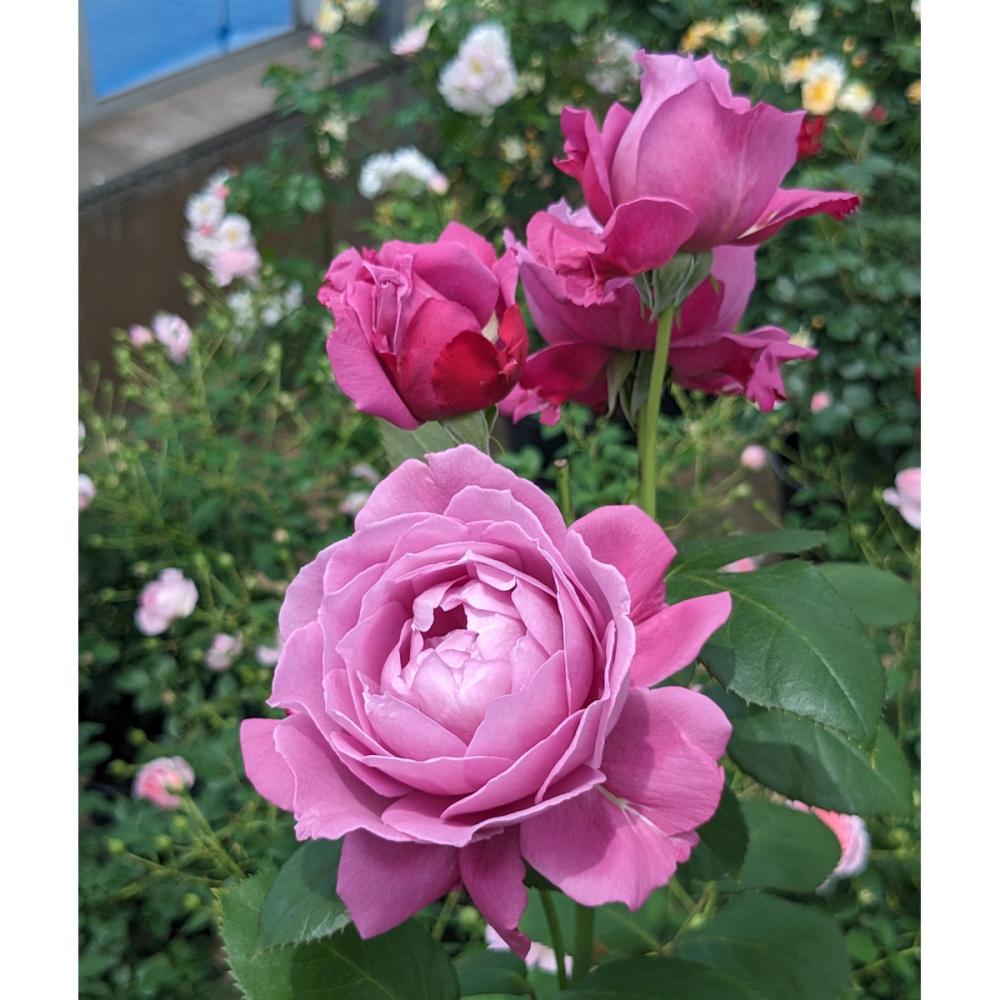 バラ予約】 バラ大苗 恋いづな 【申込期限：2月22日】 の通販