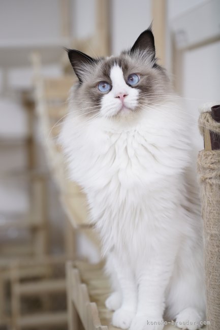 千葉】柴田 竜弥(しばた たつや)ブリーダー｜みんなの子猫ブリーダー