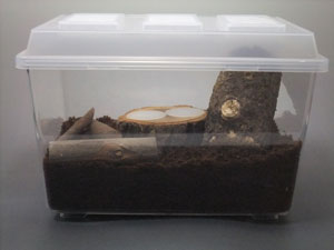 コバエシャッター(大)販売/カブトムシ・クワガタ専門店カブクワファーム