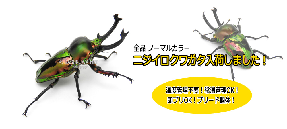 KBファーム】プロゼリー 16g 50個入り 高タンパクで喰い抜群