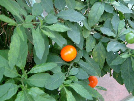 猿たまさんご確認用 猿たまさんご確認用 タマサンゴ | Solanum