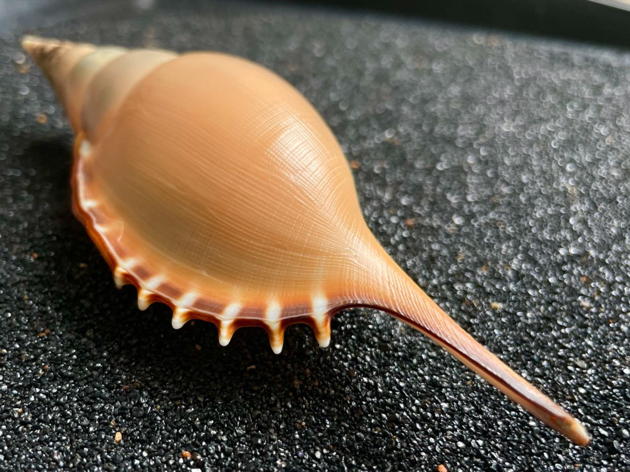 No. 56 ワタナベボラ（渡辺法螺） 貝殻の問屋さん- 世界の貝殻・自然