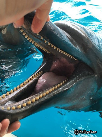 第183回 イルカの歯に注目！ | 市立しものせき水族館｢海響館｣ 公益財団