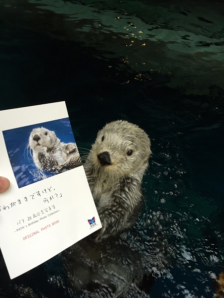 ラッコのパタ写真集～☆｜海遊館とつながる｜海遊館