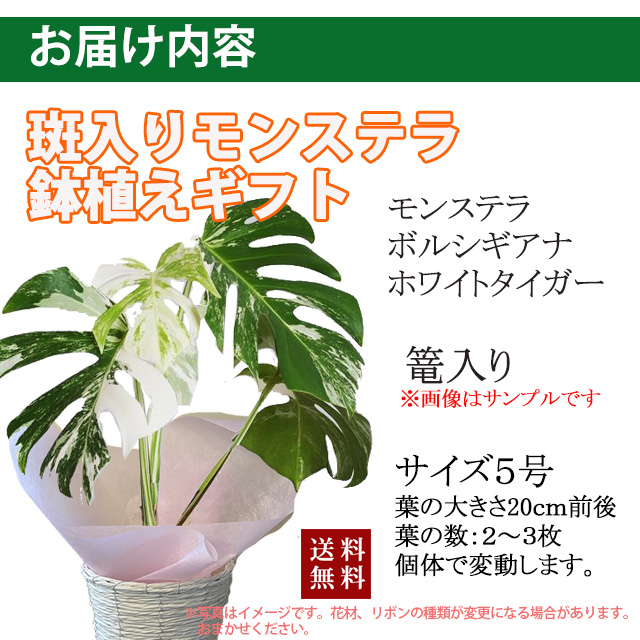 斑入りモンステラのフラワーギフト！送料無料ネット通販花屋花樹有（か