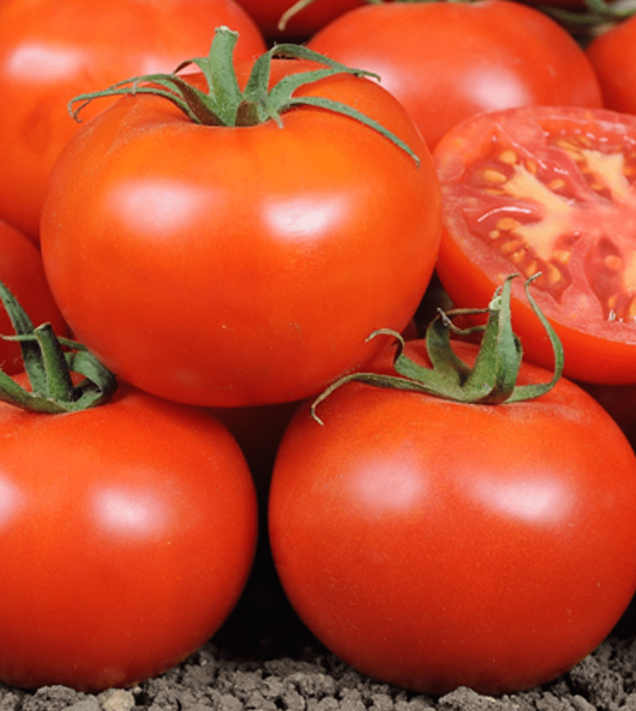 KSP 1335 Aaryan F1 | Kalash Seeds