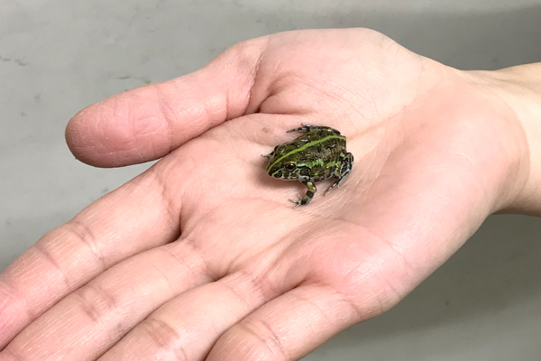 KBO カエル界の横綱 アフリカウシガエルの飼育と成長｜カミハタ