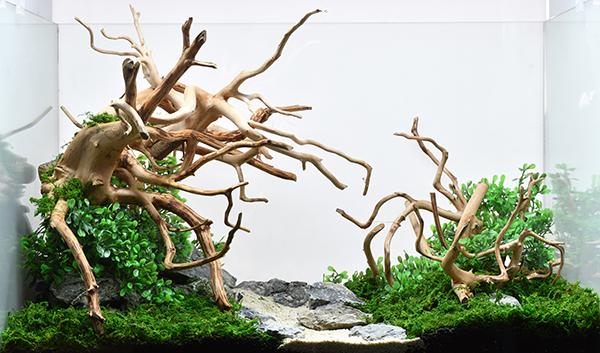 タイ産天然流木 ブランチウッド：石・流木 ～神畑養魚株式会社～