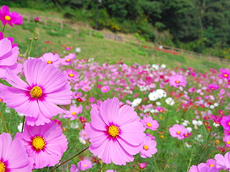 コスモス無料花摘み大会｜イベント情報｜横須賀市 くりはま花の国