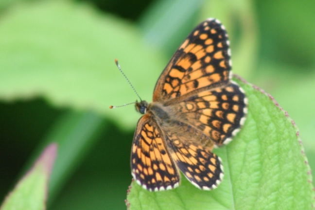 ｳｽｲﾛﾋｮｳﾓﾝﾓﾄﾞｷ保護活動の様子が「自然保護センターだより」に掲載され