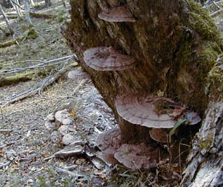 梅寄生（ばいきせい、バイキセイ）：漢方薬、生薬の通信販売