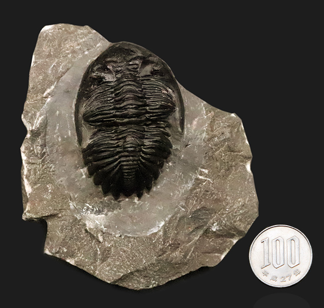 デボン紀の名作三葉虫 … モロッコ産ホラルドプス、精緻な複眼と力強い