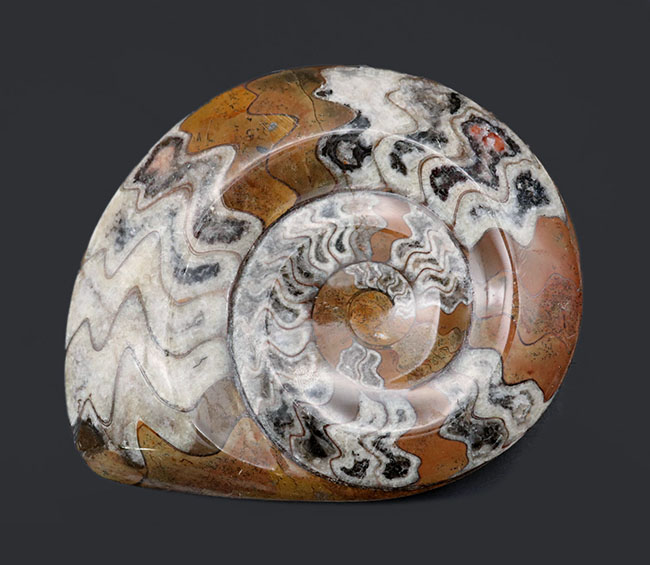 人気のゴニアタイト（Goniatite）の化石。アンモナイト初期型