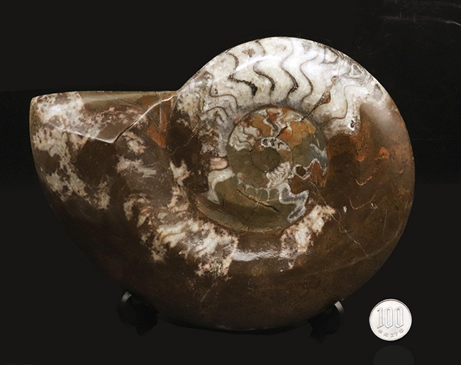 直径最大部198ミリ、過去最大クラス！厚みもすごい！アンモナイトの