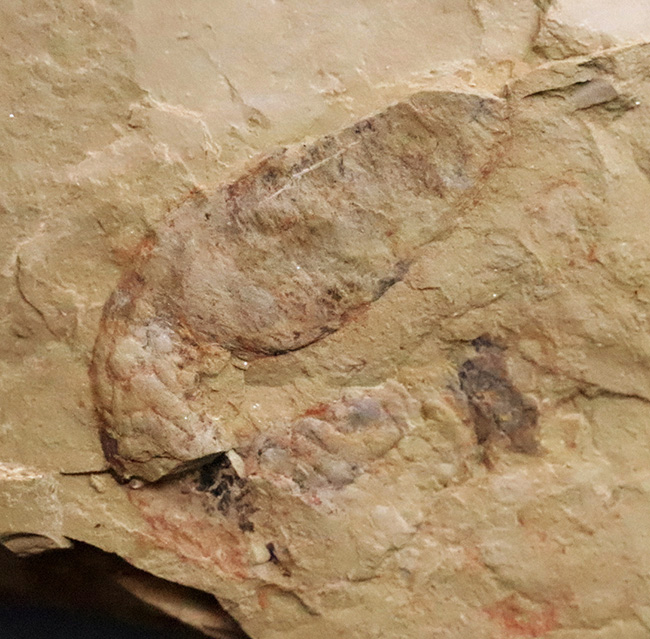 初登場！全身をトゲで武装した捕食性ワーム、カンブリア・モンスターの