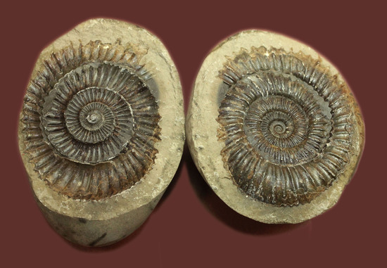 ヨークシャー産のノジュール。ジュラ紀前期（約1億8千年前）の