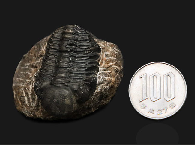 モロッコ・アルニフのデボン紀地層から発見された三葉虫、ファコプス