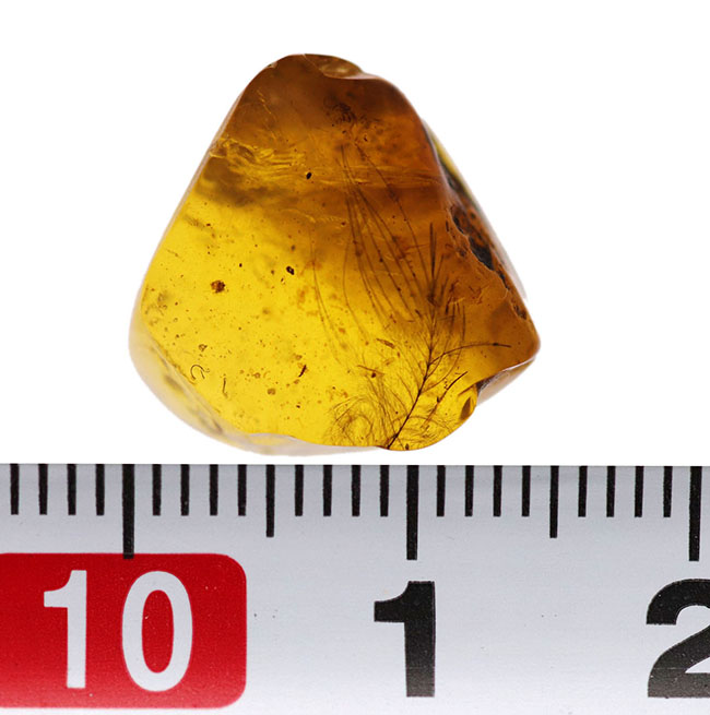 琥珀コレクター必見！驚愕の逸品、およそ1億年前の生物の「羽毛」を