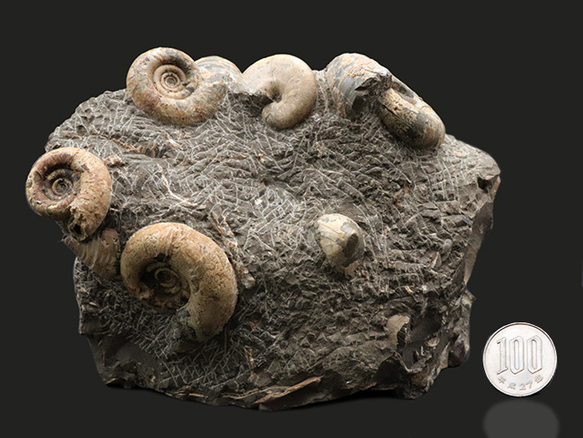 北海道アンモナイトの見本市のような標本！多数のアンモナイトと