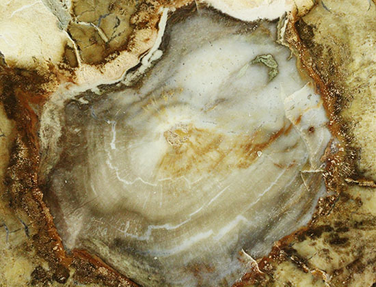 三畳紀、約2億年前の木化石です。マダガスカル産珪化木（けいかぼく