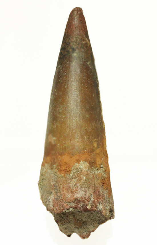 これぞ巨大歯！12．5cmにも及ぶ、超の付く巨大歯です！厚みや保存