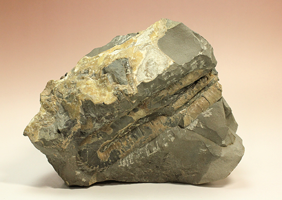 異常巻きアンモナイト、北海道産ポリプチコセラス アンモナイト 販売