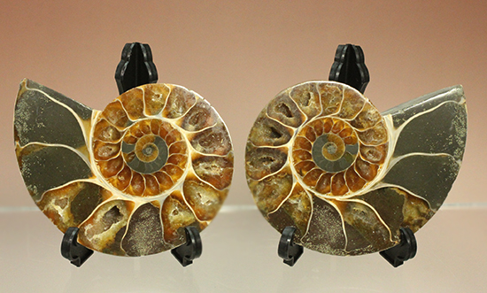 アンモナイト化石 ハーフカット ペア マダガスカル アンモナイト化石