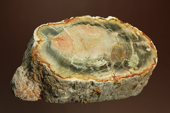 主役はどっちだ！？両面研磨で柔らかい色彩をもつ木化石、珪化木 化石 販売