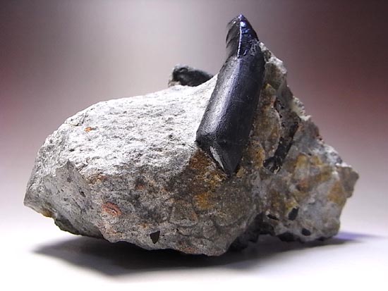 アロサウルス実物歯化石 トキワ様以外の方の購入は受け付けません