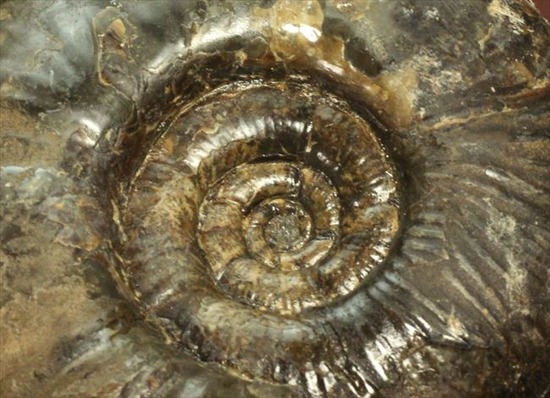 クラシックな美しい形状！希少な北海道産アンモナイト アンモナイト 販売