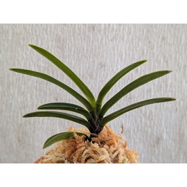 商品詳細｜布木の里 花信｜古典植物・山野草の専門店 フラワー