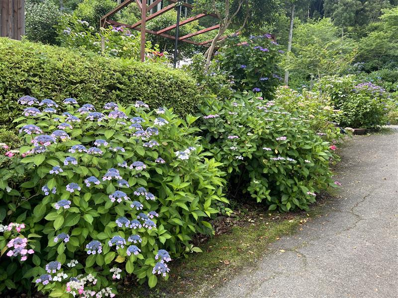 あじさいだより