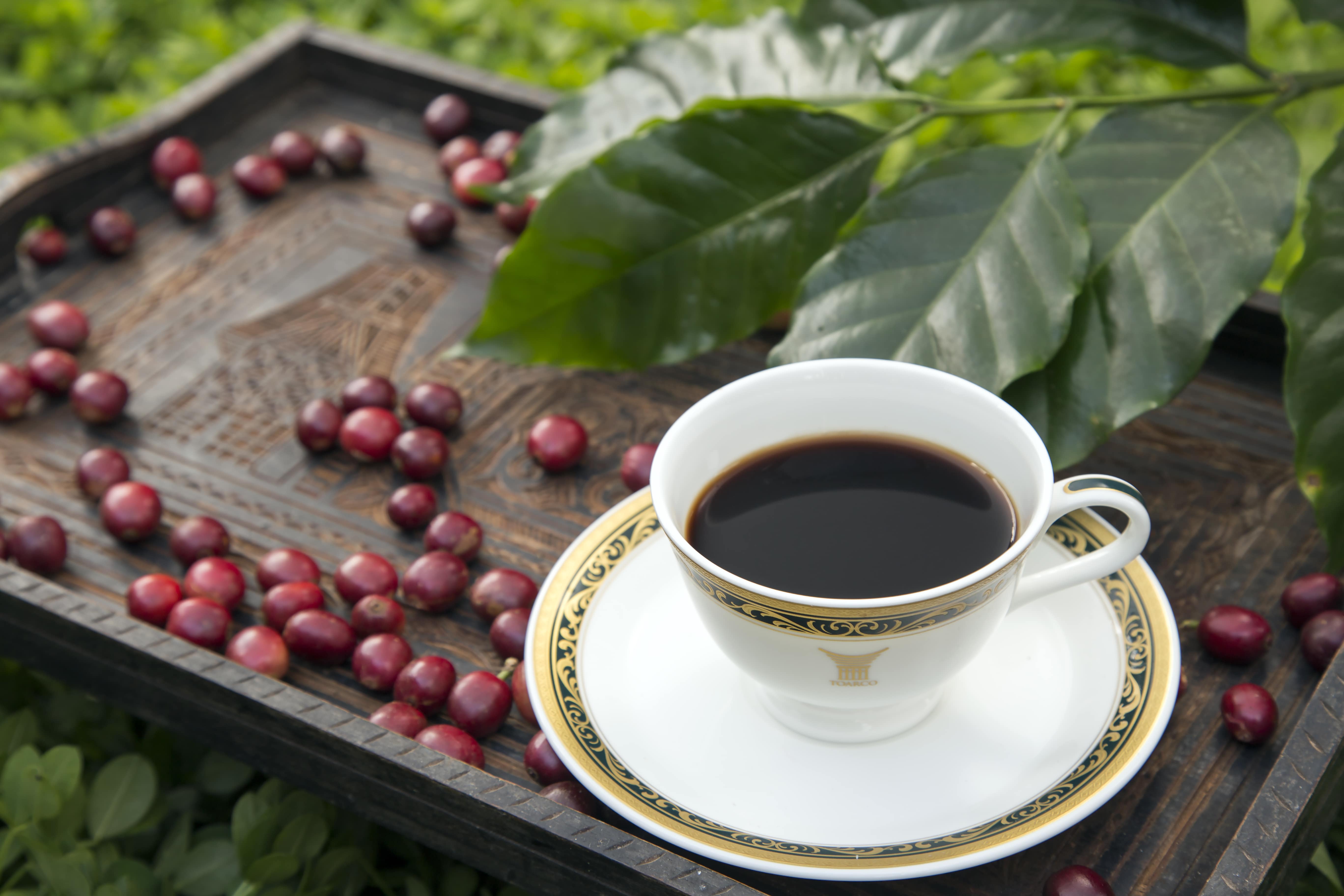 コーヒーの総合専門店】トアルコ トラジャ 豆 200g: コーヒーを探す