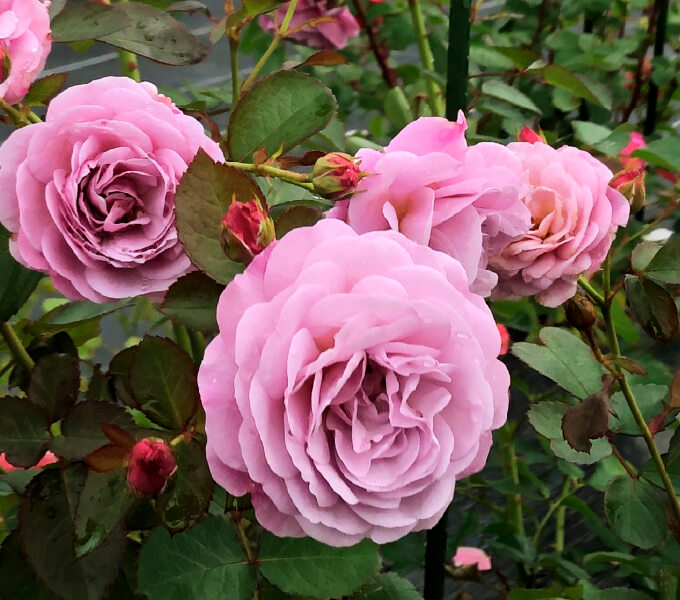 新品種 - 京成バラ園芸株式会社