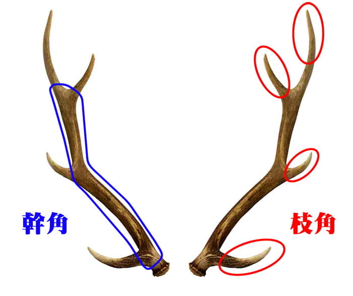 セール対象]【鹿角】おまかせ 枝角 14cm〜16cm 用途自由 ペット