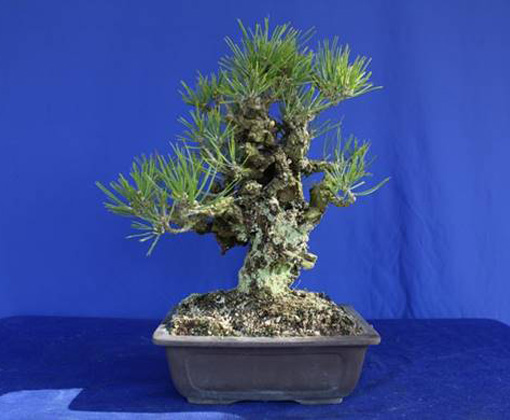 商品カタログ ｜ 神高松寿園