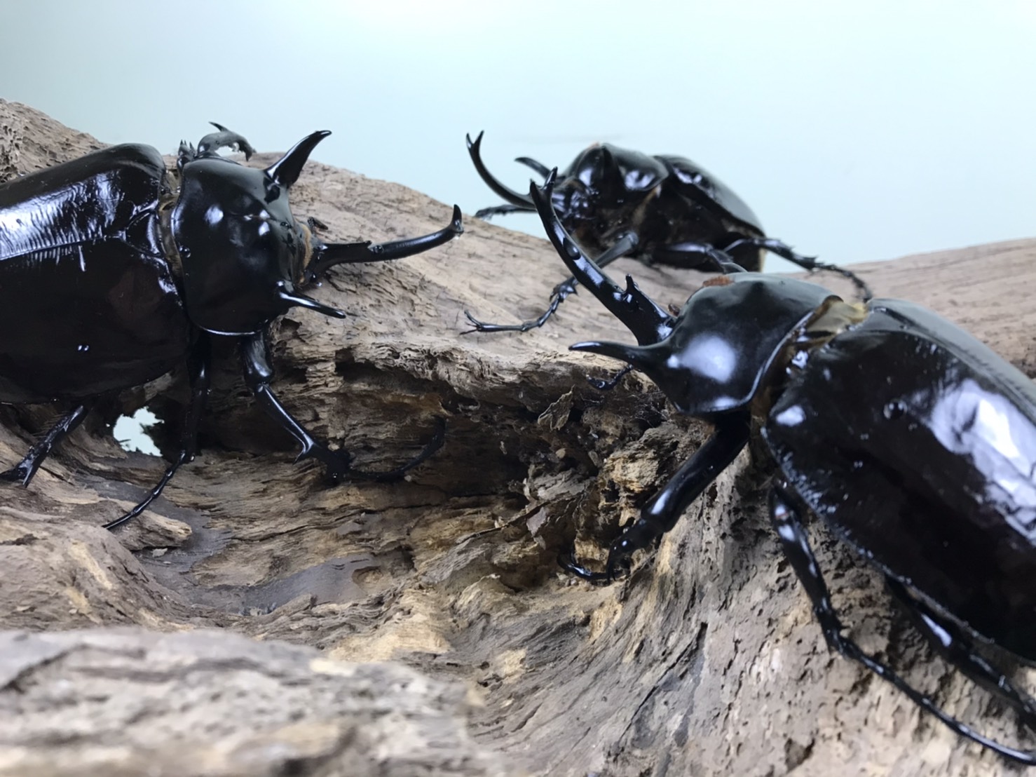 仲間紹介】マルスゾウカブト – 株式会社栄農人