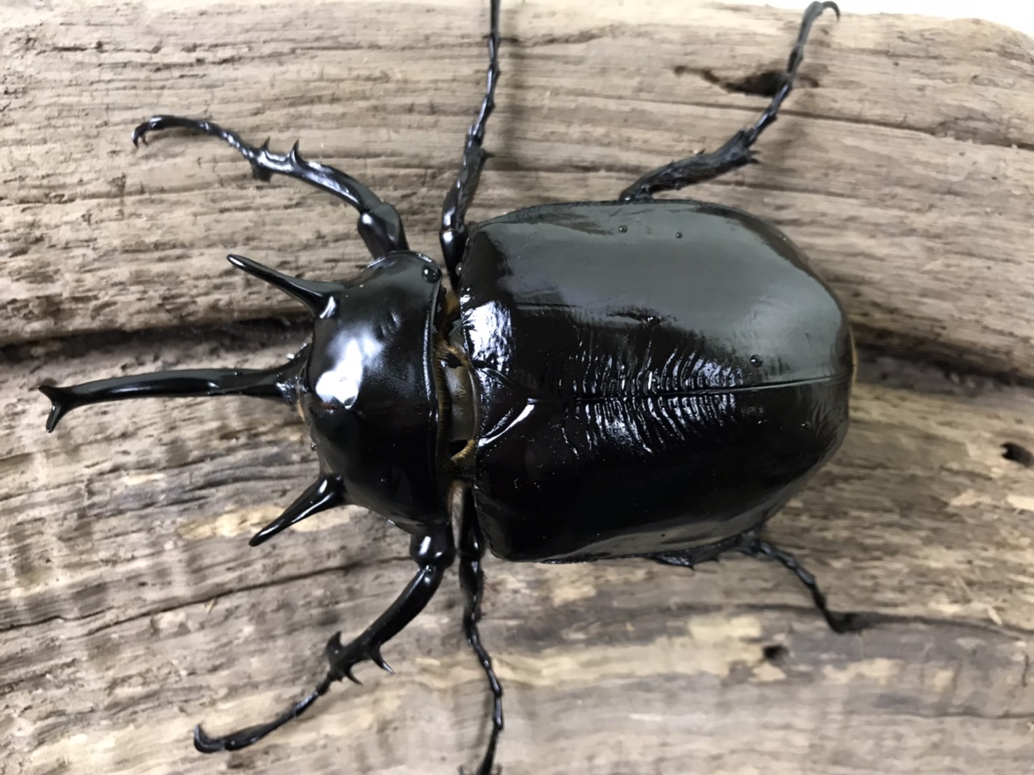 仲間紹介】マルスゾウカブト – 株式会社栄農人