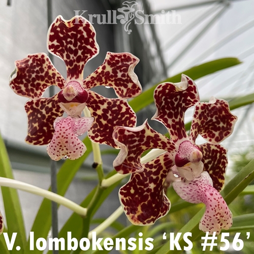 Vanda lombokensis (2301) *Flask*